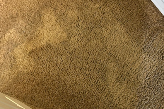 Peter's Carpet Cleaning Experts Area Rug Cleaning in Parsippany-Troy Hills